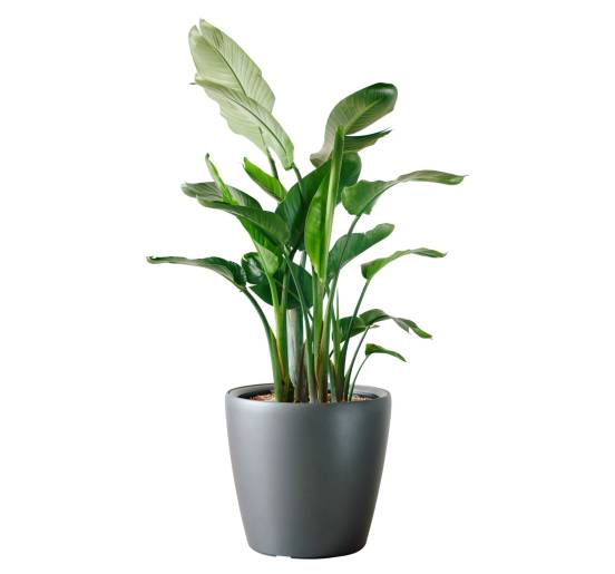 Shopify product image of bird of paradise plant