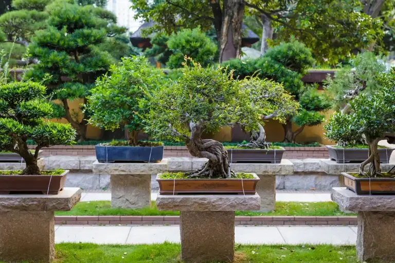 Japanese Garden Bonsai Tree